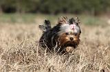YORKSHIRE TERRIER 228